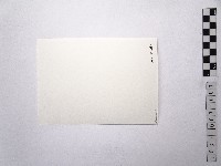 黃則修攝荷花池3藏品圖，第2張