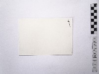 黃則修攝荷花池4藏品圖，第2張