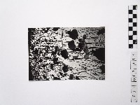 黃則修攝荷花池5藏品圖，第1張