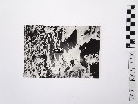 黃則修攝荷花池6藏品圖，第1張