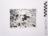 黃則修攝荷花池7藏品圖，第1張