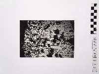 黃則修攝荷花池8藏品圖，第1張