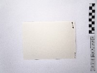 黃則修攝荷花池9藏品圖，第2張