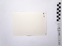 黃則修攝荷花池10藏品圖，第2張