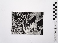 黃則修攝荷花池11藏品圖，第1張