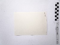 黃則修攝荷花池11藏品圖，第2張