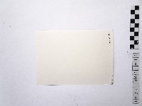 黃則修攝荷花池12藏品圖，第2張