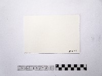 黃則修攝荷花池15藏品圖，第2張