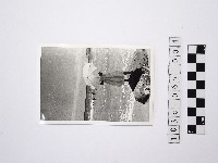 黃則修攝一名撐傘女性的背影1藏品圖，第1張