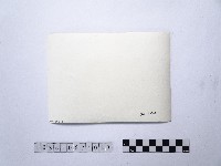 黃則修攝四名站在淺灘的女性3藏品圖，第2張