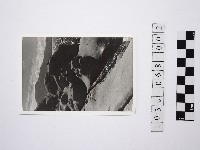 黃則修攝野柳地景燭臺石2藏品圖，第1張