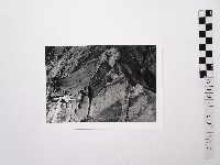 黃則修攝女藝人鄭慶寧藏品圖，第1張
