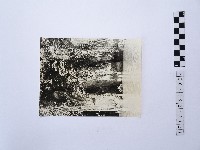 黃則修攝湖中景致3藏品圖，第1張