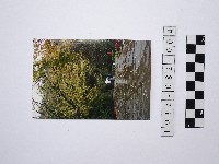 黃則修攝雨中漫步藏品圖，第1張