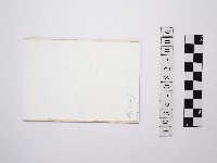 黃則修攝玫瑰花瓣藏品圖，第2張