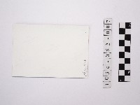 黃則修攝蝴蝶蘭藏品圖，第2張