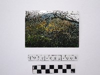 黃則修攝樹林藏品圖，第1張