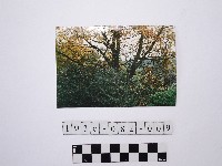 黃則修攝樹林藏品圖，第1張