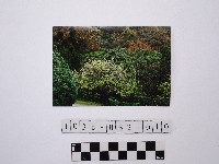 黃則修攝樹林藏品圖，第1張