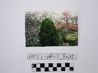 黃則修攝樹林藏品圖，第1張