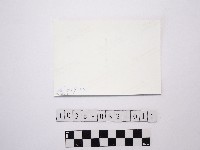 黃則修攝樹林藏品圖，第2張