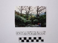 黃則修攝梅花池藏品圖，第1張