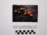 黃則修攝攀藤植物藏品圖，第1張