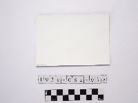 黃則修攝攀藤植物藏品圖，第2張