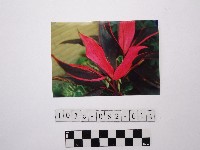 黃則修攝植物藏品圖，第1張