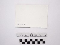 黃則修攝植物藏品圖，第2張