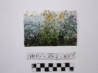 黃則修攝樹林藏品圖，第1張