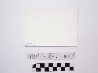 黃則修攝樹林藏品圖，第2張