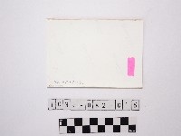 黃則修攝蘭花藏品圖，第2張