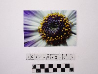 黃則修攝菊花藏品圖，第1張