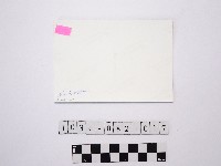 黃則修攝菊花藏品圖，第2張