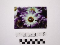 黃則修攝菊花藏品圖，第1張