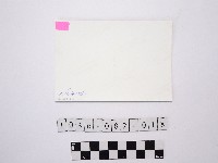 黃則修攝菊花藏品圖，第2張