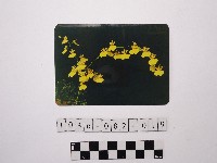 黃則修攝蝴蝶蘭藏品圖，第1張