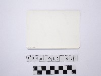 黃則修攝蝴蝶蘭藏品圖，第2張