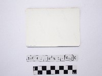 黃則修攝蝴蝶蘭藏品圖，第2張