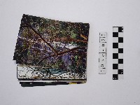 黃則修攝植物系列照片藏品圖，第1張