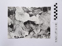 黃則修攝野柳地景風化紋1藏品圖，第1張