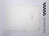 黃則修攝野柳地景風化紋1藏品圖，第2張