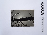 黃則修攝冰樹迎曦藏品圖，第1張