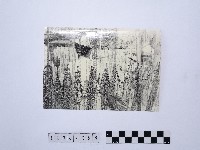 黃則修攝漁網藏品圖，第1張