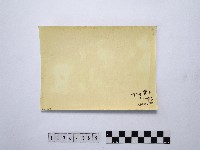 黃則修攝漁網藏品圖，第2張