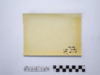 黃則修攝木片藏品圖，第2張