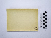 黃則修攝繩索藏品圖，第2張