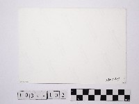 黃則修攝透光的葉子藏品圖，第2張