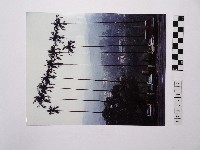 黃則修攝椰子樹藏品圖，第1張